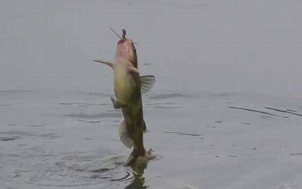 钓黄辣丁钓钝还是钓灵?