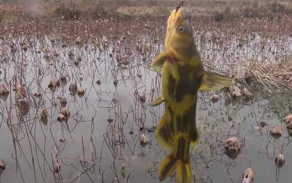 钓黄颡鱼不开口怎么回事?