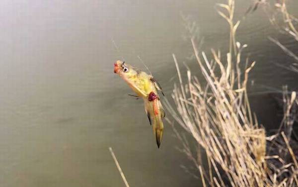 钓黄颡鱼不开口怎么回事?