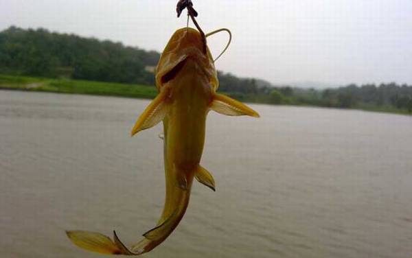 钓黄颡鱼不开口怎么回事?