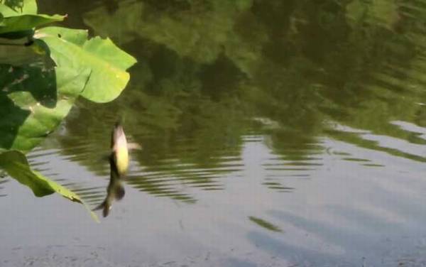 钓黄颡鱼不开口怎么回事?