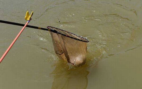 台钓调漂带钩还是不带钩?