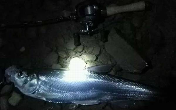 路亚怎么才能钓到鱼?