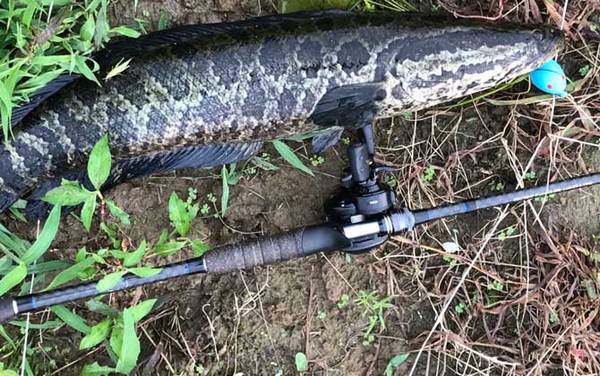 路亚钓法需要打窝吗?