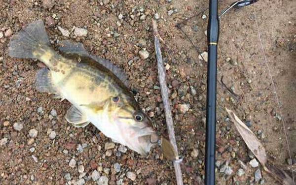 路亚在普通河里怎么钓?