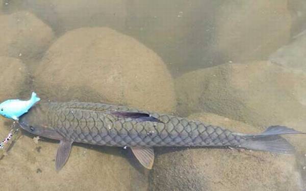 路亚在普通河里怎么钓?