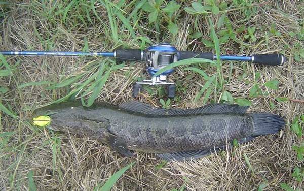 路亚在普通河里怎么钓?