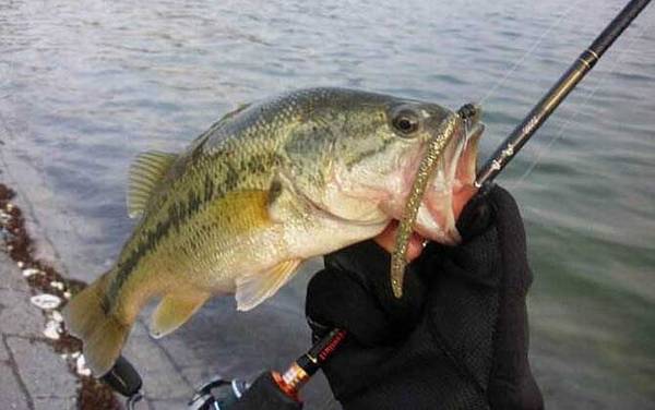 路亚钓适合什么水域?