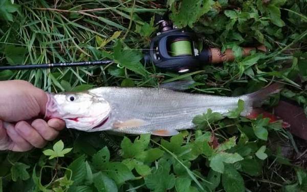 路亚钓法晚上可以玩吗?