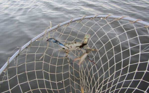 螃蟹什么时候好钓?