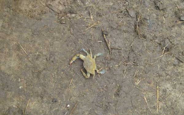 钓螃蟹的最快方法