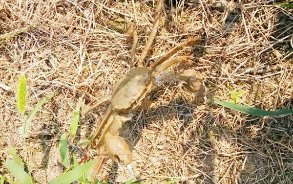 钓螃蟹的最快方法