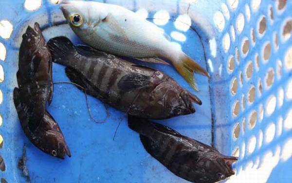 钓石斑鱼的最佳时间