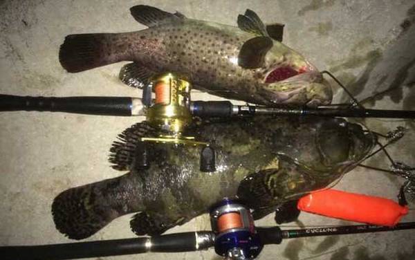 路亚石斑鱼技巧大全