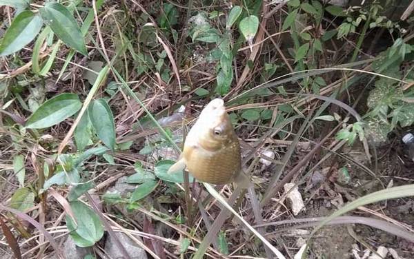 春季什么时候开始钓鱼?