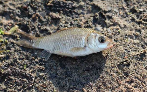 初春钓鲫鱼技巧大全