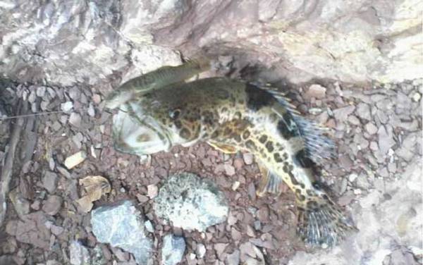 钓桂鱼的最佳时间