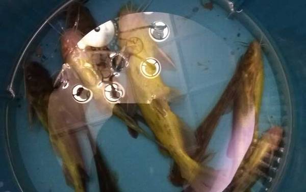 黄颡鱼什么时候好钓?