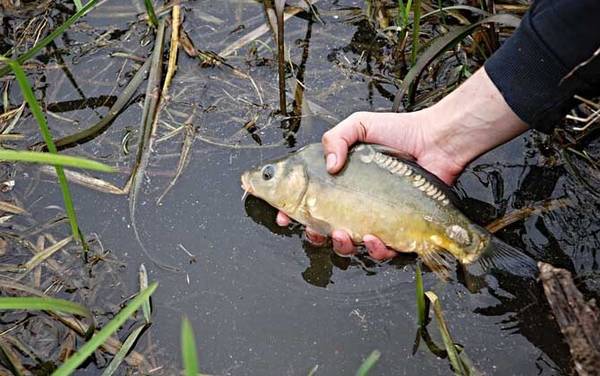 钓鲤鱼有什么绝招?