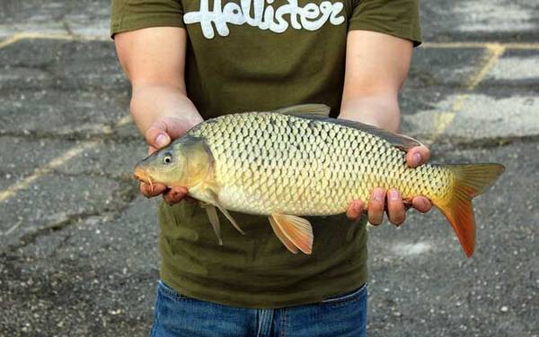 钓鲤鱼有什么绝招?