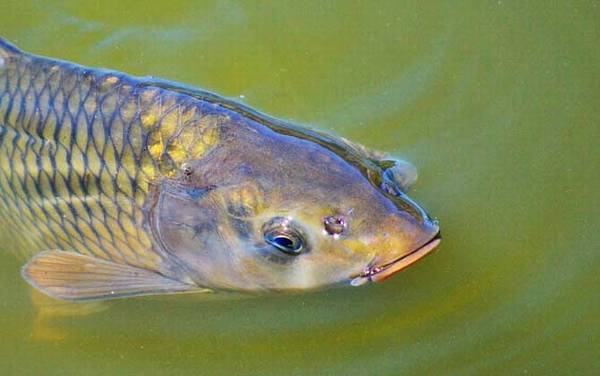 钓鲤鱼有什么绝招?