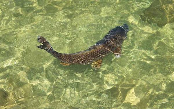 钓鲤鱼有什么绝招?