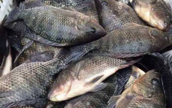 钓罗非鱼硬竿还是软竿好?