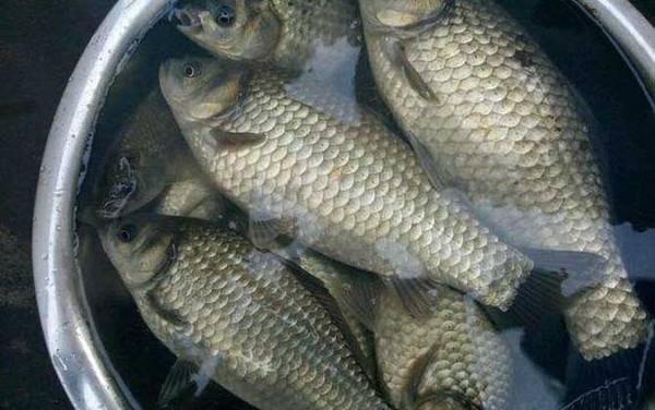 野钓鲫鱼怎么找钓点?