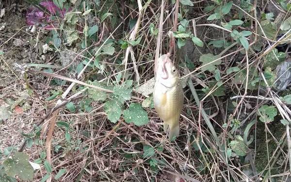 野钓鲫鱼怎么找钓点?