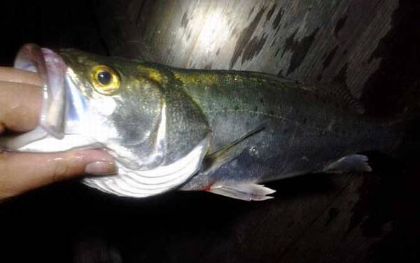 钓鲈鱼是浮钓还是沉底?