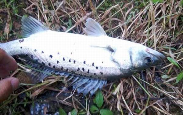 钓鲈鱼是浮钓还是沉底?