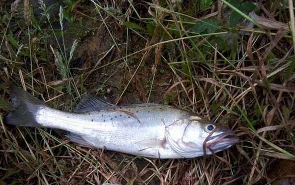 钓鲈鱼是浮钓还是沉底?