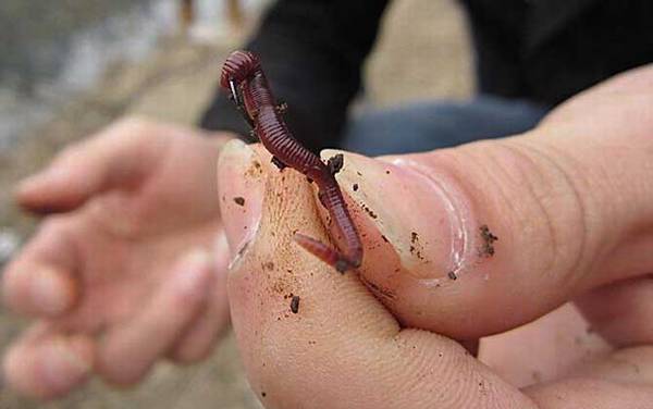 用蚯蚓钓鱼怎样调漂?