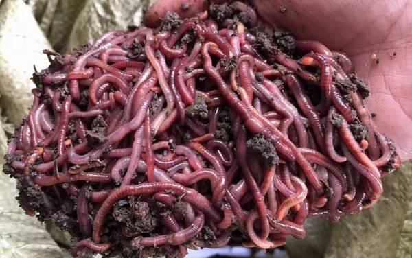 用蚯蚓钓鱼怎样调漂?