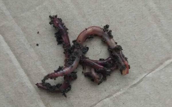 怎样用蚯蚓钓鱼上鱼快?