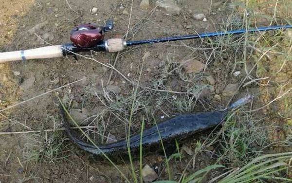 路亚黑鱼什么时候最合适?