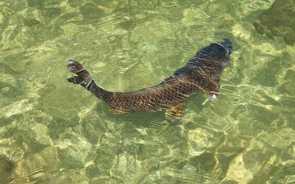 台钓怎样钓鲤鱼?