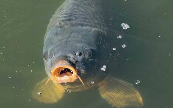 怎样才能钓到大鲤鱼?