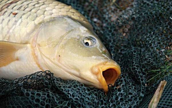 怎样才能钓到大鲤鱼?