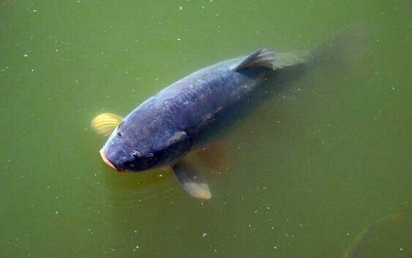 台钓怎样钓鲤鱼?