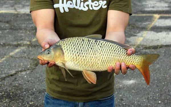鲤鱼几月份最好钓?