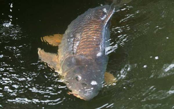 鲤鱼几月份最好钓?