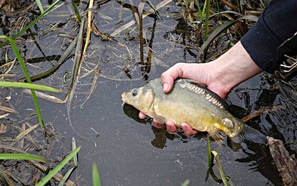 鲤鱼几月份最好钓?