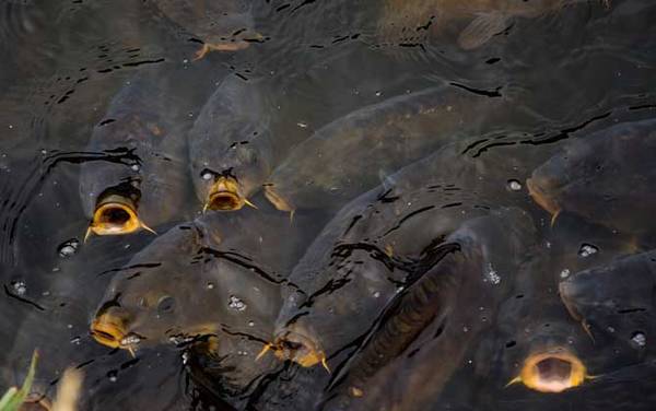 钓鲤鱼调几钓几最好?