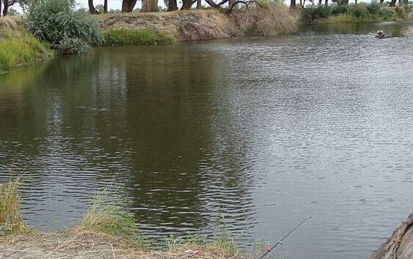 台钓鲫鱼实用技巧大全