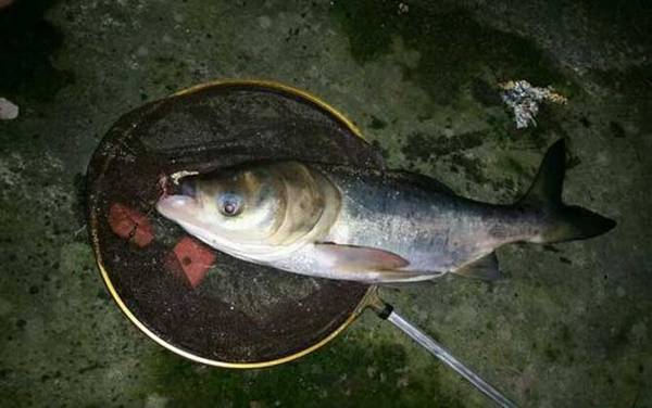 钓大头鱼怎么调漂?