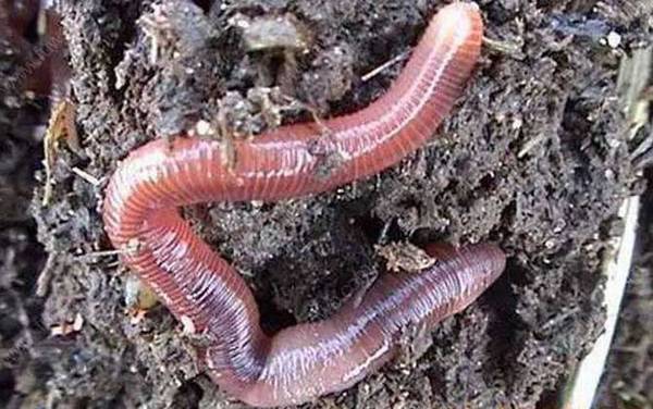 蚯蚓钓鱼怎么挂钩才正确?