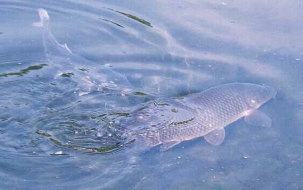 钓草鱼如何调漂才好?