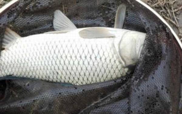 夏季钓鲤鱼技巧大全