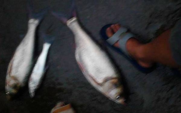 夏季钓鲢鱼技巧大全